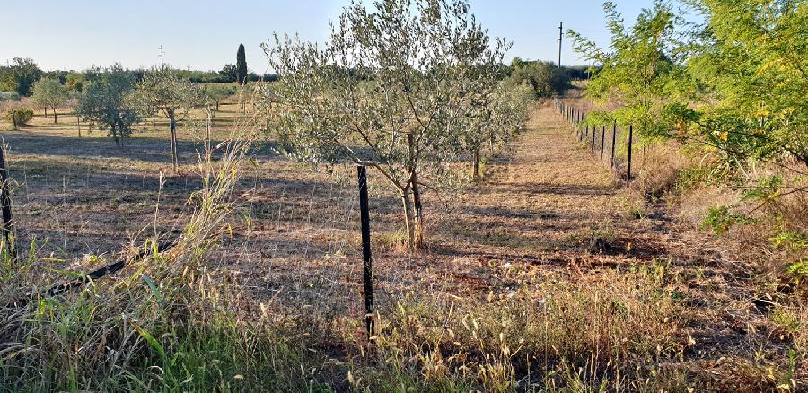  - UMAG, Finida - Sika 1
