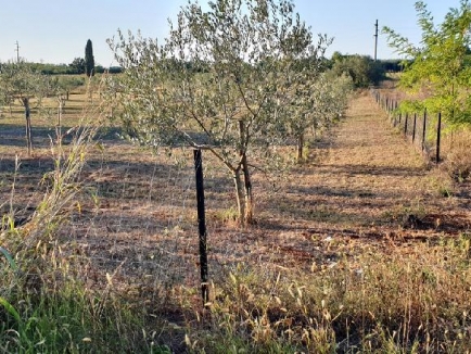 Umag, 2 km od grada prodajemo maslinik 5500 m2, voda na terenu, sa 130 stabala maslina 1