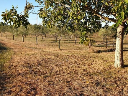 Umag, 2 km od grada prodajemo maslinik 5500 m2, voda na terenu, sa 130 stabala maslina 2