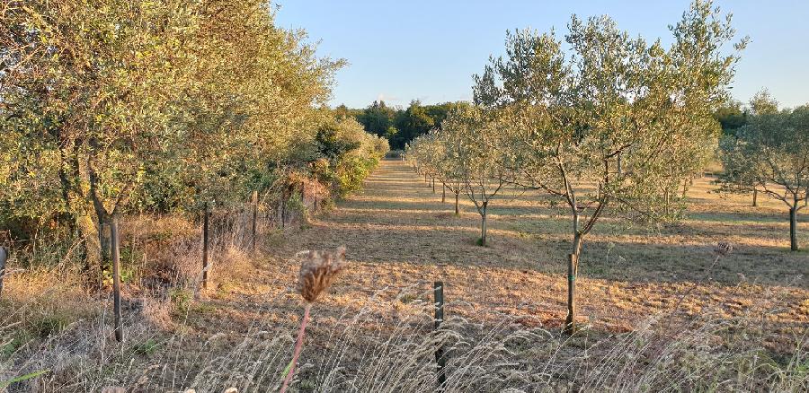  - UMAG, Finida - Sika 4