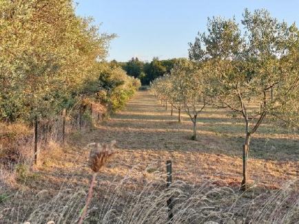 Umag, 2 km od grada prodajemo maslinik 5500 m2, voda na terenu, sa 130 stabala maslina 4