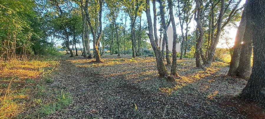 ISTRIEN, Brtonigla, zu verkaufen ein Baugrundstück von 1000 m2, - BRTONIGLA, Brtonigla - Sika 4